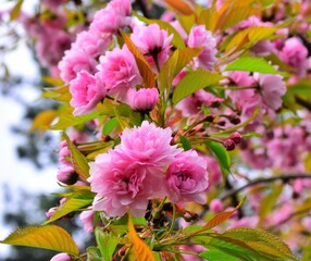 pink and white flowers