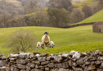 Lambing time in the Yorkshire Dales, UK, A typical rural scene in Springtime with a Swaledale ewe facing forward in green pastureland and two lambs suckling.  Horizontal.  Space for copy. © Moorland Roamer
