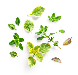 Fresh oregano and thyme isolated on white background. Top view