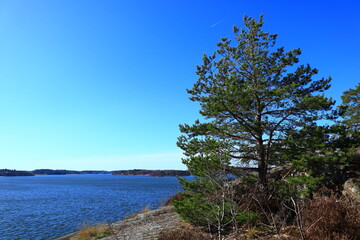 Fototapeta na wymiar A small fir tree with a nice lake in the background. Cliffs and trees a sunny spring day. Clear blue sky outside. Mälaren, Stockholm, Sweden, Europe.