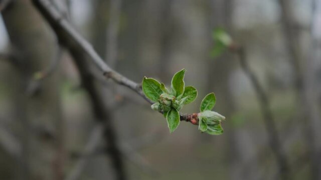 Green apple bud 4k25 200 Mb it sec