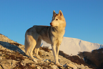 Siberian Husky