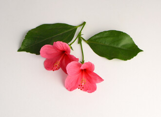 Hibiscus Indian red Flower Herbal Medicinal