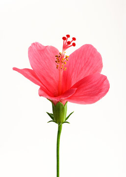 Hibiscus Indian red Flower Herbal Medicinal
