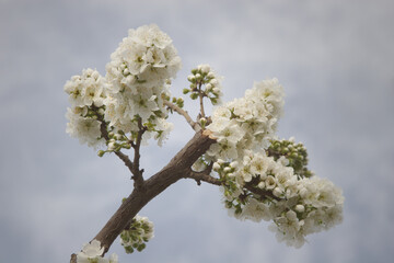 Rama de ciruelo con flores en primavera.
