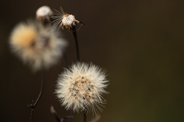 Dried fluffy seed inflorescence of thistle flower on blurred background