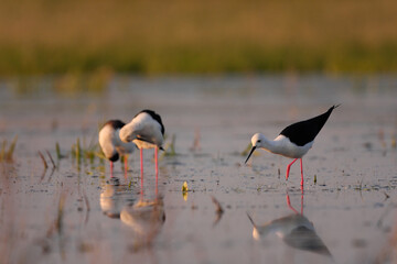 Black-winged stilt - himantopus himantopus wading in the water, red legs black and white wader