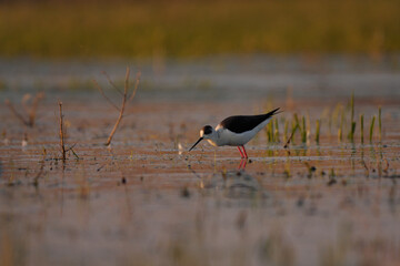 Black-winged stilt - himantopus himantopus wading in the water, red legs black and white wader