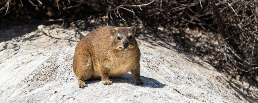 Panorama close up image of a Rock Dassie taken on Boulder's Beach