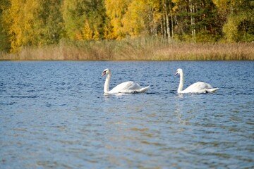 Two swans swimming behind each other at Lake Turawa in Poland on a sunny day in autumn