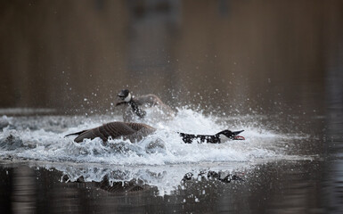 Canadian geese fighting in the water
