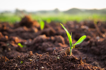 plant  growing on field 