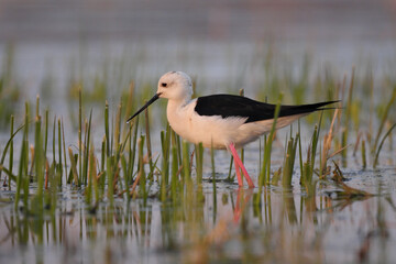 Black-winged stilt - himantopus himantopus wading in the water, red legs black and white wader