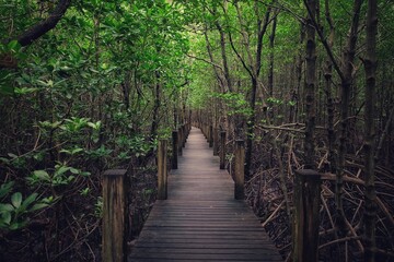 Fototapeta premium path in the forest