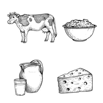 Milk and products sketch set, Cow, sour cream, jar and glass with fresh milk and triangle piece of cheese. Hand drawn dairy products for packages and menus. Vector illustrations.