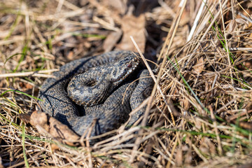 Viper snake on the ground