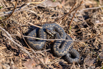 Viper snake on the ground