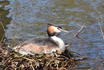 Brütender haubentauscher im Frühling in seinem Nest