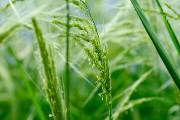 Flowering rice plant growing in the field