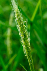 Flowering rice plant growing in the field