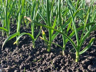 Green sprouts of young garlic in early spring in the garden. Rows of garlic beds in a rural vegetable garden. Close-up.