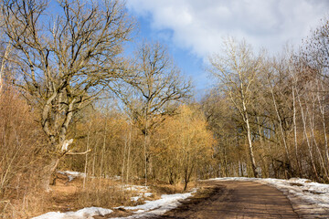 Fototapeta na wymiar Forest road that goes around the bend, old spreading oak trees on the side