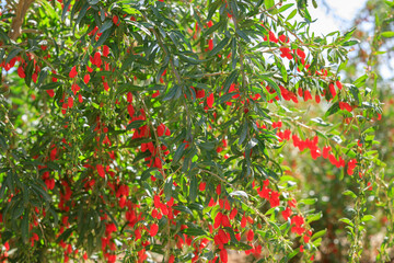 Goji berry fruits and plants in sunshine field
