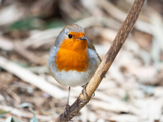 European robin or Erithacus rubecula, known simply as robin redbreast. Colorful bird stares in carema with curiosity. Wildlife outdoors.