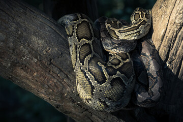 Close-up of a big Reticulated Python or Malayopython reticulatus curl oneself up on a wooden branch