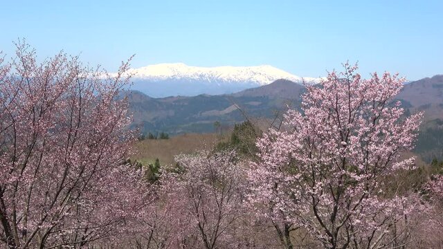 桜峠公園の桜（福島県・裏磐梯）