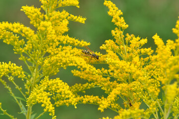 Obraz premium A wasp on mimosa