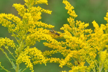 A wasp on mimosa