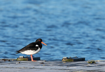 Eurasian oystercatcher on the bridge