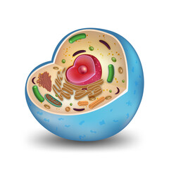 Cell cross section structure detailed colorful anatomy isolated on white background. vector illustration..