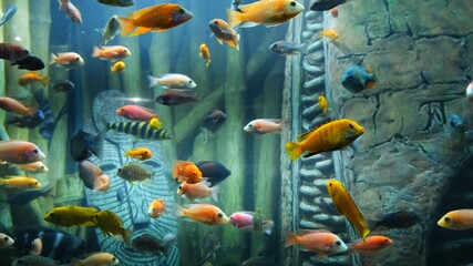 Fototapeta na wymiar Tropical colorful fish on a coral reef.