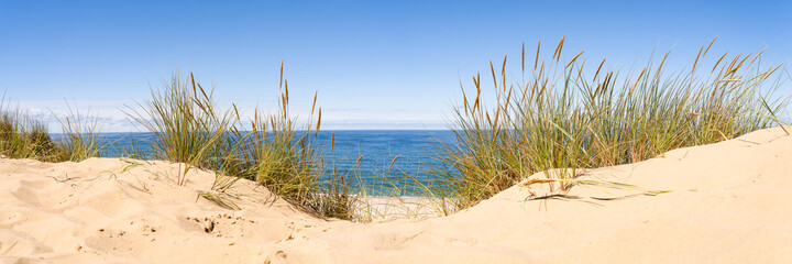 Sand dunes panorama with beach grass - obrazy, fototapety, plakaty