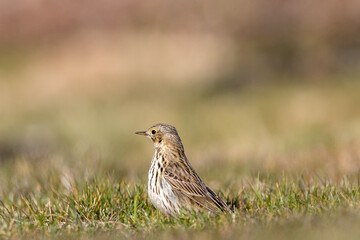 Meadow pipit bird standing on a meadow in Sweden, Scandinavia at Säby kile, Tjörn