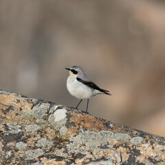 Fototapeta premium Northern wheatear bird standing on a granite rock in Sweden, Scandinavia at Säby kile, Tjörn