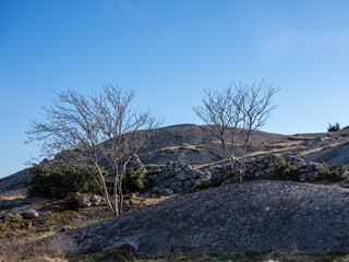 Trees and boulder fence on rounded granite hills on the west coast of Sweden, Scandinavia