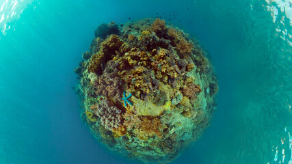 Coral garden seascape. Colourful tropical coral. Philippines.