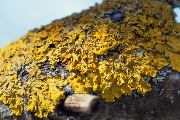 Tree branch covered with orange lichen close-up macro photo
