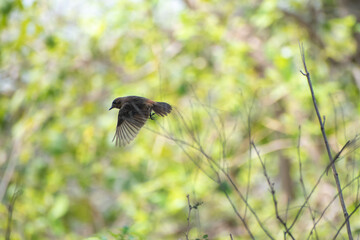 Sparrow flight