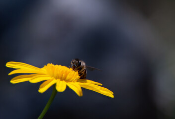 bee on yellow flower