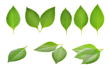 Fototapeta na wymiar Fresh basil leaves on white background