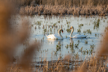 Vogelbeobachtungsstand Frose Schwa Schwäne