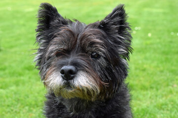 Neugierig blickender 15 Jahre alter Cairn Terrier