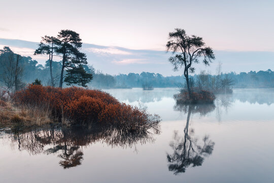 bog myrtle bushes at the edge of a lake with small islands in the morning, Oisterwijk, Dutch landscape