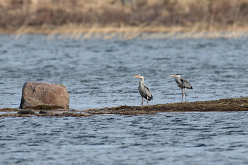 Grey herons on the beach