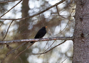 Common blackbird on a branch