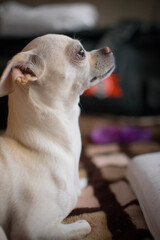 perro chihuahua